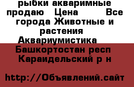 рыбки акваримные продаю › Цена ­ 30 - Все города Животные и растения » Аквариумистика   . Башкортостан респ.,Караидельский р-н